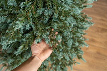 Ялинка лита 'Аляска' ПАРАСОЛЬКА ЗЕЛЕНА 2,50м