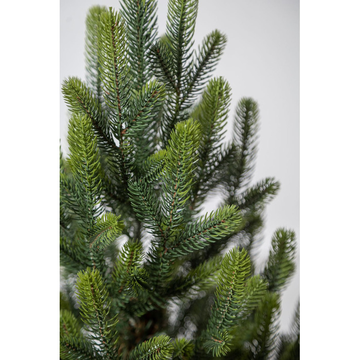 Ялинка лита 'Віденська' в горщику ВЕСНЯНА 0,70м