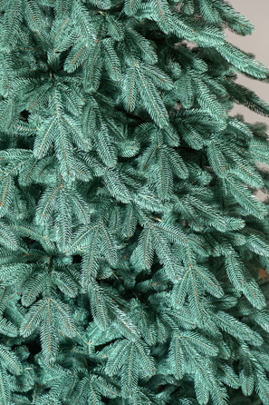 Ялинка лита 'Лапландська' ПАРАСОЛЬКА БЛАКИТНА 3,00м