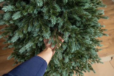 Ялинка лита 'Аляска' ПАРАСОЛЬКА ЗЕЛЕНА 2,10м