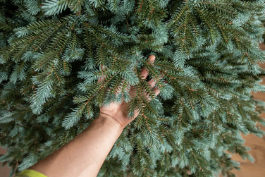 Ялинка штучна 'Аляска' Зелено-Блакитна 1,50 м