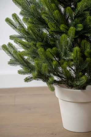 Ялинка лита 'Віденська' в горщику ВЕСНЯНА 1,10м