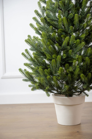 Ялинка лита 'Віденська' в горщику ВЕСНЯНА 1,10м