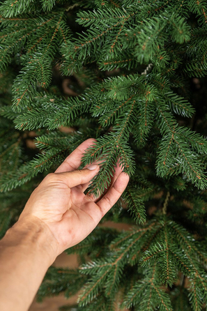 Ялинка лита 'Альпійська' Зелена 1,80м