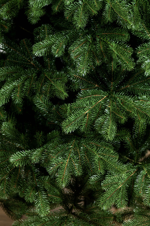 Ялинка лита 'Версальська' Зелена 2,10м
