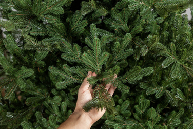 Ялинка лита 'Міланська' ПАРАСОЛЬКА ЗЕЛЕНА 2,10м