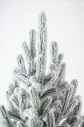 Ялинка лита 'Віденська' в горщику ЗАСНІЖЕНА 1,10м