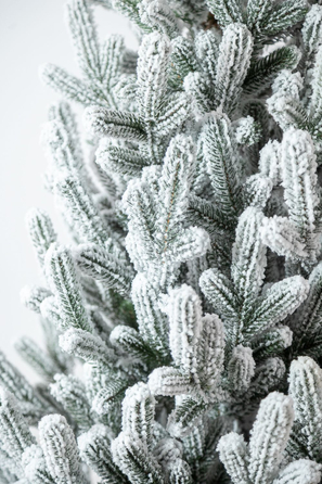 Ялинка лита 'Віденська' в горщику ЗАСНІЖЕНА 1,10м