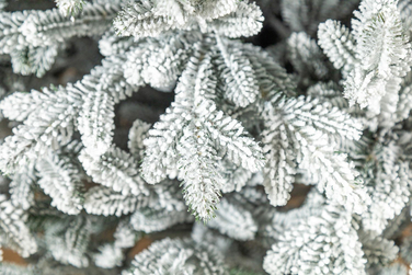 Ялинка лита 'Альпійська' ЗАСНІЖЕНА 1,80м