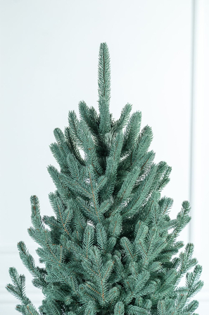 Ялинка лита 'Віденська' Блакитна 3,00м