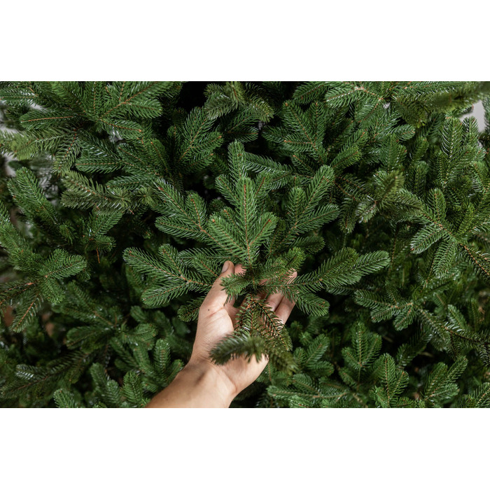 Ялинка лита 'Міланська' ПАРАСОЛЬКА ЗЕЛЕНА 2,10м