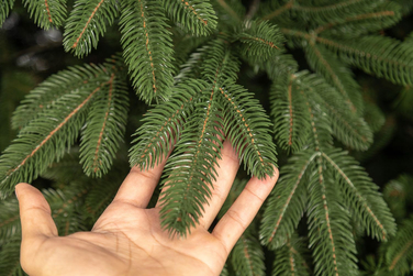 Ялинка лита 'Лапландська' ПАРАСОЛЬКА ЗЕЛЕНА 1,50м