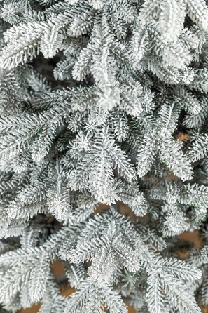 Ялинка лита 'Альпійська' ЗАСНІЖЕНА 1,80м