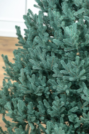 Ялинка лита 'Віденська' Блакитна 3,00м