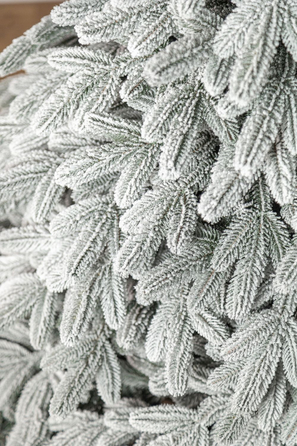 Ялинка лита 'Лапландська' ЗАСНІЖЕНА ПАРАСОЛЬКА 1,50м