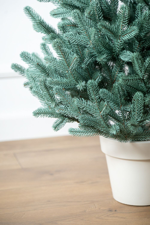 Ялинка лита 'Віденська' в горщику блакитна 1,10 м