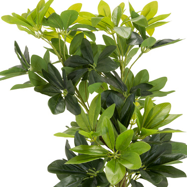 Штучна рослина / Штучне дерево SCHEFFLERA Radiant Aralia 90 см Пластик зелений hjh ОФІС